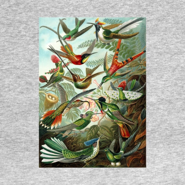 Hummingbirds Trochilidae by Ernst Haeckel by MasterpieceCafe